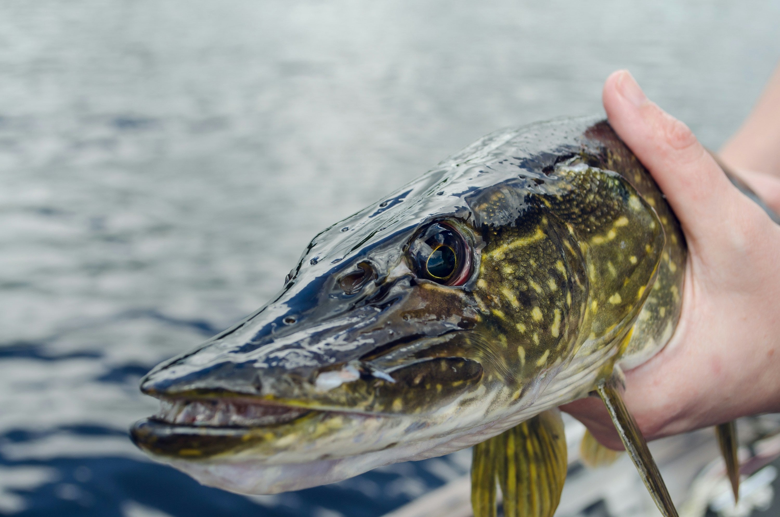 Underrated Fishing in the Midwest